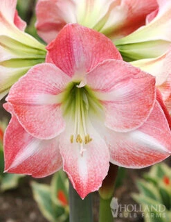 Menu Premium Amaryllis Kit Collection -Outlet Holland Bulb Farms Store 92174 charming amaryllis kit
