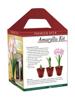 Menu Premium Charming Amaryllis Gift Kit -Outlet Holland Bulb Farms Store 92174 charming amaryllis kit box back 1