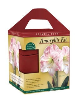 Menu Premium Charming Amaryllis Gift Kit -Outlet Holland Bulb Farms Store 92174 charming amaryllis kit box front 1