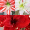 Menu Peppermint Amaryllis Collection -Outlet Holland Bulb Farms Store 92176 peppermint amaryllis collection