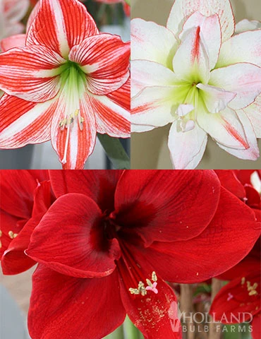 Menu Peppermint Amaryllis Collection 3 Menu Peppermint Amaryllis Collection