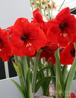 Menu Red Lion Amaryllis Value Pack