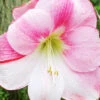 Menu Apple Blossom Amaryllis Value Pack -Outlet Holland Bulb Farms Store 92181 apple blossom value pack
