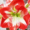 Menu Minerva Amaryllis Value Pack -Outlet Holland Bulb Farms Store 92182 minerva amaryllis value pack