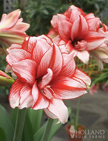 Menu Lady Peacock Double Amaryllis Duo 4 Menu Lady Peacock Double Amaryllis Duo - Image 2