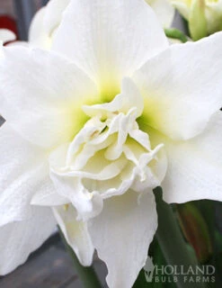 Menu Lady Peacock Double Amaryllis Duo 7 Menu Lady Peacock Double Amaryllis Duo -Outlet Holland Bulb Farms Store 92184 lady peacock double amaryllis duo 3