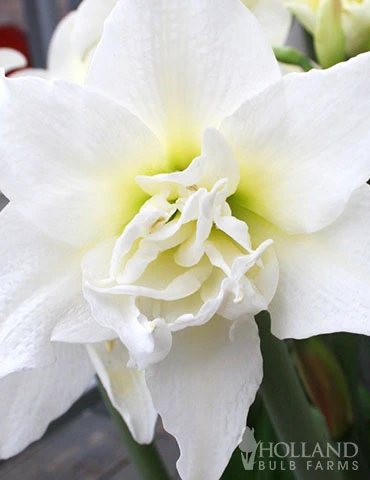 Menu Lady Peacock Double Amaryllis Duo 5 Menu Lady Peacock Double Amaryllis Duo - Image 3