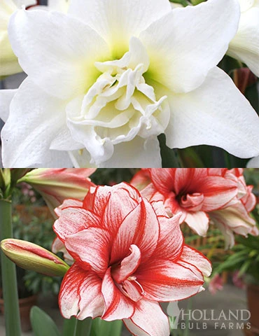 Menu Lady Peacock Double Amaryllis Duo 3 Menu Lady Peacock Double Amaryllis Duo