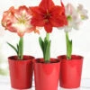 Menu Premium Amaryllis Kit Collection -Outlet Holland Bulb Farms Store 92185 premium amaryllis collection 4