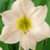 Menu Lemon Star Amaryllis