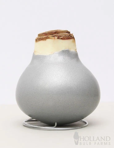 Menu Warm Wishes Waxed Amaryllis 4 Menu Warm Wishes Waxed Amaryllis - Image 2