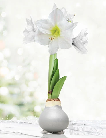 Menu Warm Wishes Waxed Amaryllis 3 Menu Warm Wishes Waxed Amaryllis
