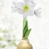 Menu Grateful Heart Waxed Amaryllis