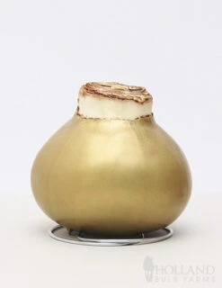 Menu Grateful Heart Waxed Amaryllis -Outlet Holland Bulb Farms Store 92192 gold wax amaryllis white flower 2