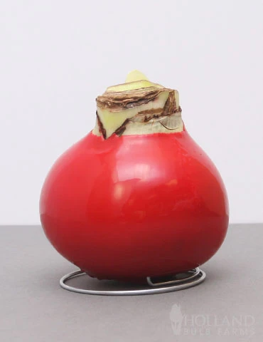 Menu Candy Cane Waxed Amaryllis 4 Menu Candy Cane Waxed Amaryllis - Image 2