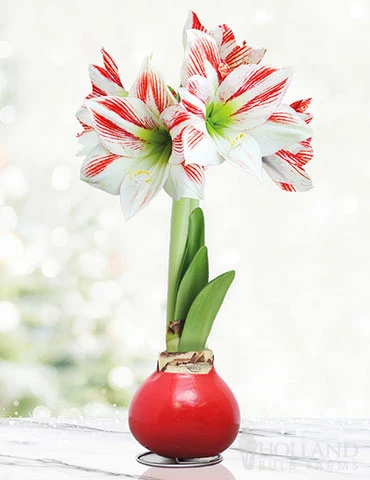Menu Candy Cane Waxed Amaryllis 3 Menu Candy Cane Waxed Amaryllis