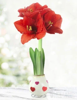 Menu The Sweetheart Waxed Amaryllis Collection (3-Pack) -Outlet Holland Bulb Farms Store 92202 love is in the air waxed amaryllis 2 1
