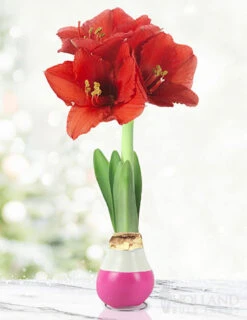 Menu Be My Valentine Waxed Amaryllis Collection (3-Pack) -Outlet Holland Bulb Farms Store 92203 hugs and kisses waxed amaryllis 2 1