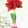 Menu Hugs And Kisses Waxed Amaryllis