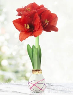 Menu Be My Valentine Waxed Amaryllis Collection (3-Pack) -Outlet Holland Bulb Farms Store 92204 love struck picasso waxed amaryllis 2
