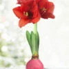 Menu Pink Waxed Amaryllis -Outlet Holland Bulb Farms Store 92208 pink waxed amaryllis 3