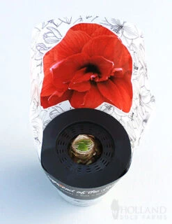 Menu Potted Amaryllis Trio Collection -Outlet Holland Bulb Farms Store 92211 pre potted bingo 2 1