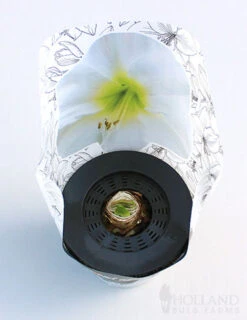 Menu Peppermint Swirl Amaryllis Trio Collection -Outlet Holland Bulb Farms Store 92212 pre potted intokazi 2