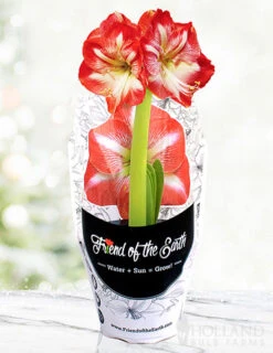 Menu Potted Amaryllis Trio Collection -Outlet Holland Bulb Farms Store 92213 pre potted minerva 1
