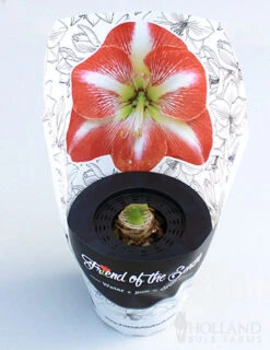 Menu Potted Amaryllis Trio Collection -Outlet Holland Bulb Farms Store 92213 pre potted minerva 2 1