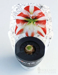 Menu Peppermint Swirl Amaryllis Trio Collection -Outlet Holland Bulb Farms Store 92215 pre potted super star 2