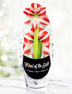 Menu Peppermint Swirl Amaryllis Trio Collection -Outlet Holland Bulb Farms Store 92215 pre potted super star