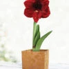 Menu Burgundy Potted Amaryllis Gift Box - Gold Square -Outlet Holland Bulb Farms Store 92217 barbosa potted amaryllis gold square