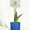 Menu White Potted Amaryllis Gift Box - Blue Round -Outlet Holland Bulb Farms Store 92218 intokazi potted amaryllis blue round