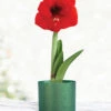 Menu Red Potted Amaryllis Gift Box - Green Round -Outlet Holland Bulb Farms Store 92220 red lion potted amaryllis green round