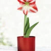Menu Bi-Colored Potted Amaryllis Gift Box - Burgundy Round