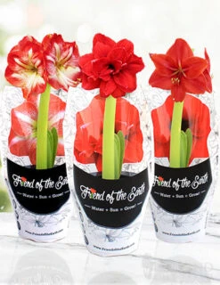 Menu Potted Amaryllis Trio Collection