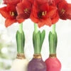 Menu Spring Waxed Amaryllis Collection (3-Pack)