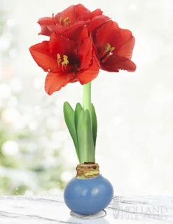 Menu American Spirit Waxed Amaryllis Collection -Outlet Holland Bulb Farms Store 92231 blue skies waxed amaryllis 3 2