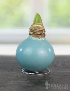 Menu Easter Waxed Amaryllis Collection -Outlet Holland Bulb Farms Store 92232 robins egg waxed amaryllis 2