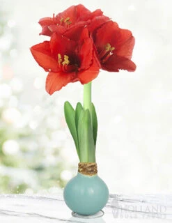 Menu Easter Waxed Amaryllis Collection -Outlet Holland Bulb Farms Store 92232 robins egg waxed amaryllis 3