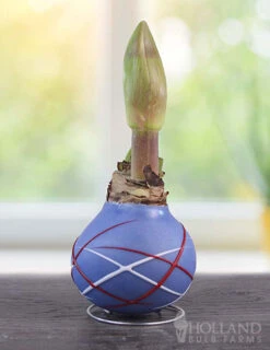 Menu Stars & Stripes Waxed Amaryllis Collection -Outlet Holland Bulb Farms Store 92238 fireworks picasso waxed amaryllis 2