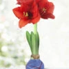 Menu Fireworks Picasso Waxed Amaryllis -Outlet Holland Bulb Farms Store 92238 fireworks picasso waxed amaryllis 3 1