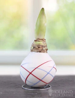 Menu Stars & Stripes Waxed Amaryllis Collection -Outlet Holland Bulb Farms Store 92239 sparkler picasso waxed amaryllis 2 1