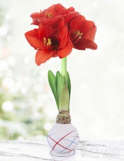 Menu Stars & Stripes Waxed Amaryllis Collection -Outlet Holland Bulb Farms Store 92239 sparkler picasso waxed amaryllis 3 1