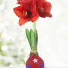 Menu Star Spangled Waxed Amaryllis