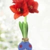 Menu Freedom Waxed Amaryllis