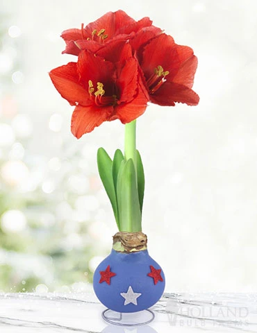 Menu Freedom Waxed Amaryllis 3 Menu Freedom Waxed Amaryllis