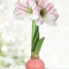 Menu Pink Lady Waxed Amaryllis