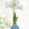Menu Clear Days Waxed Amaryllis
