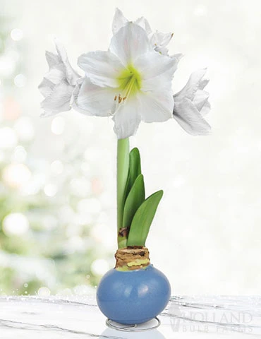 Menu Clear Days Waxed Amaryllis 3 Menu Clear Days Waxed Amaryllis
